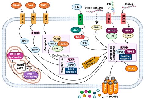 Necroptosis signaling pathways. Binding death receptor family (Fas ...