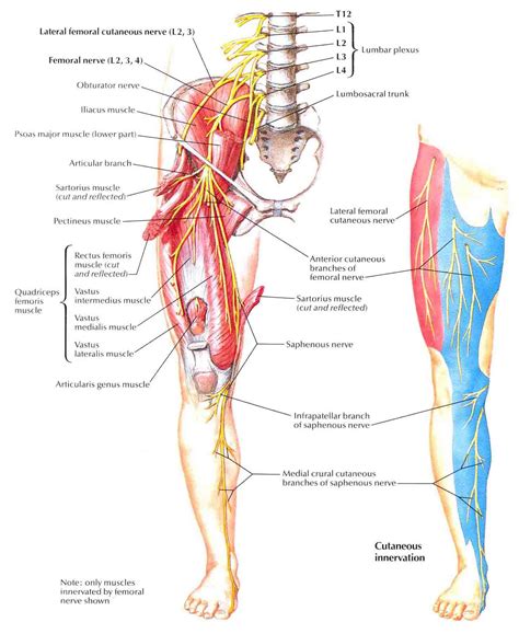 Nerve Damage Symptoms: Femoral Nerve Damage Symptoms Leg