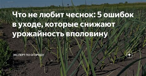 Что не любит чеснок: 5 ошибок в уходе, которые снижают урожайность ...