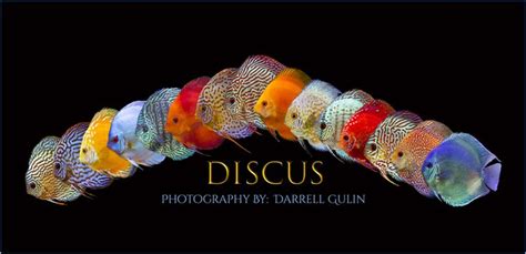 Line up of Discus Fish Varieties