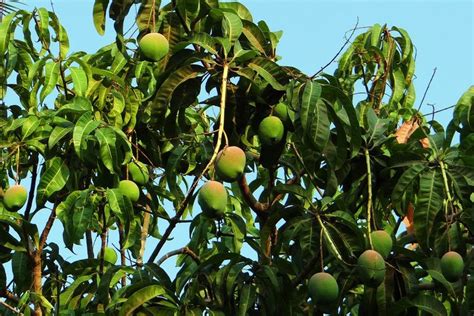 Cara Membuat Pohon Mangga Cepat Berbunga Pakai ZPT