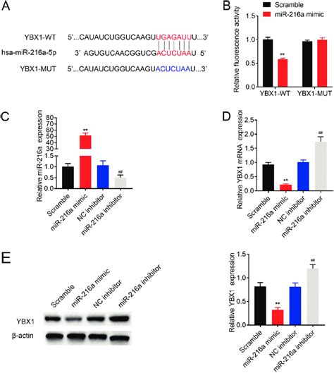 A E Ybx1 Was A Target Of Mir 216a In Dlbcl A Potential Binding Download Scientific