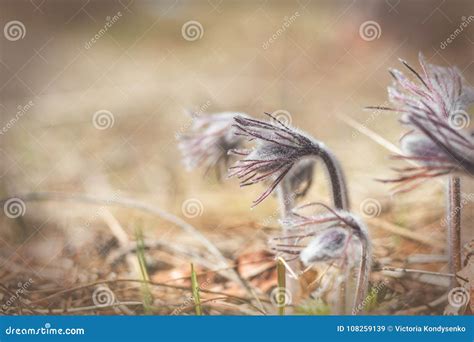 La Bella Viola Della Molla Fiorisce Il Fondo Pasqueflower Orientale