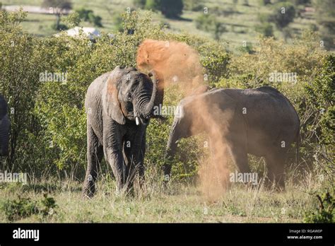 Elephant Taking A Dust Bath Stock Photo Alamy