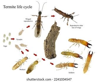 131 Life Cycle Termite Images, Stock Photos, 3D objects, & Vectors | Shutterstock