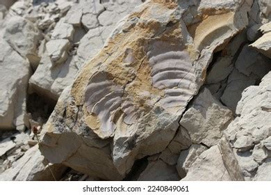 Fossils Remains Dead Organisms Sometimes Well Stock Photo 2240849061 | Shutterstock