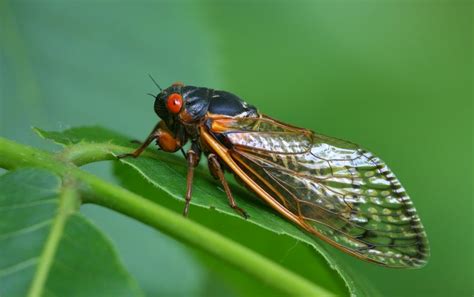 Noisy Cicadas Are Widely Misunderstood Scientific American