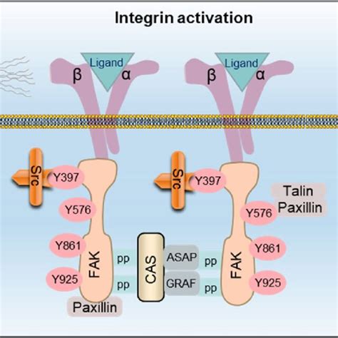 Integrin Activation Simplified Binding Interactions Between Integrin