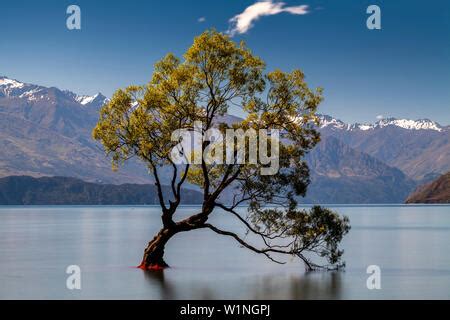 wanaka tree lone tree  lake wanaka tree  wanaka  zealand