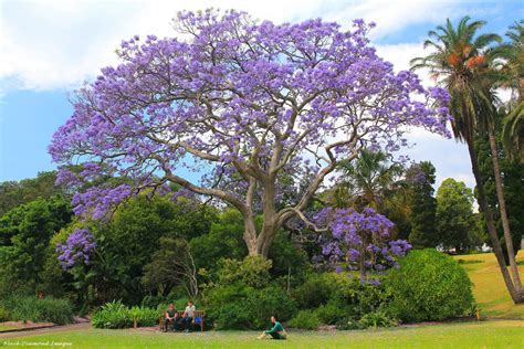 Fast Growing Jacaranda Tree Instant Tree Nursery