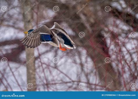 Male Mallard Duck in Flight Stock Photo - Image of wildlife, water ...