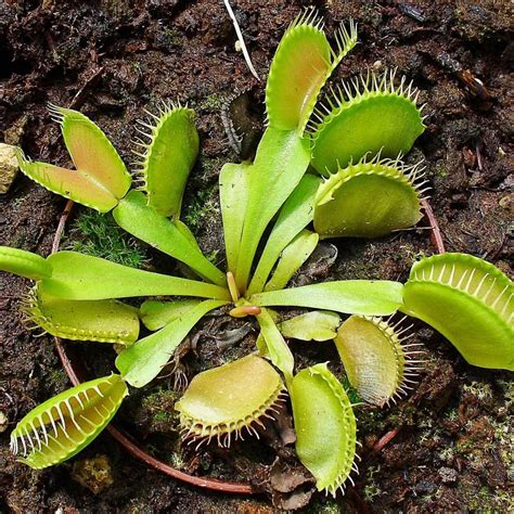 Venus Flytrap Flower: A Fascinating Carnivorous Plant | Site Name ...