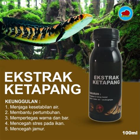 Jual Ekstrak Daun Ketapang Ikan Channa Ys Maru Shopee Indonesia