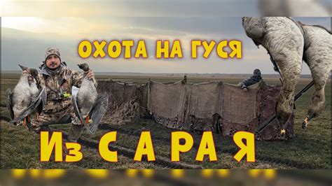 ОХОТА НА ГУСЯ ИЗ САРАЯ. Гусь 2024 - YouTube