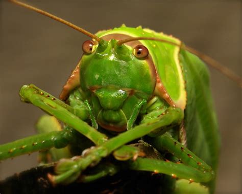 Personal Favourite Giant False Leaf Katydid Pseudophyllu Flickr