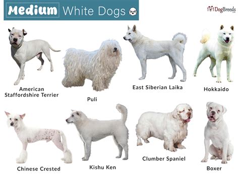 White Dog Breeds