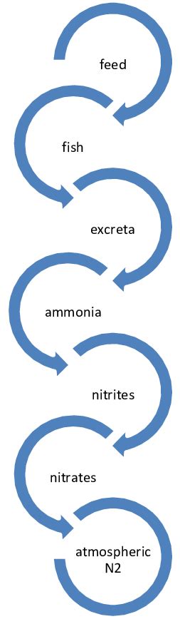 Schematic Diagram Showing Nitrogen Fixation Process Download