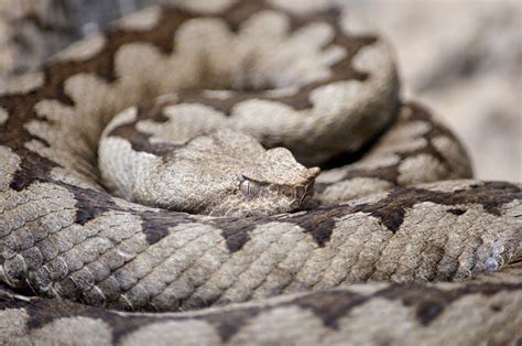 Free photo: Horned Viper, Viper, Snake - Free Image on Pixabay - 1329241