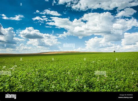 Big Green Clover Field White Clouds On Blue Sky Stock Photo Alamy