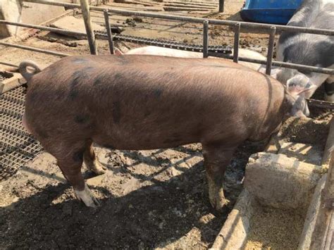 Duroc Boar For Sale