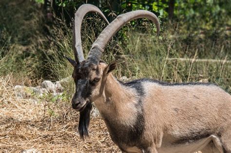 What do we hunt in Croatia