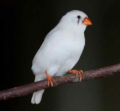 Bird List Pictures And Information