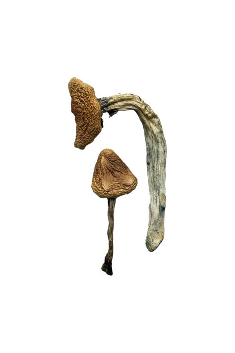 Jedi Mind Fuck Magic Mushrooms Shrooms Dreamland