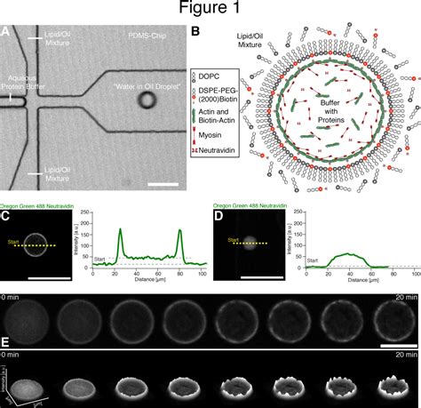 Figure 1 From Emergence Of Directional Actomyosin Flows From Active