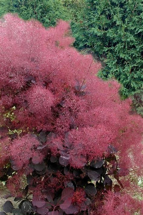 1 To 2 Feet Tall Ship In 1 Gal Pot Cotinus Coggygria Purpureus Purple