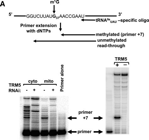 The T. brucei TRM5 methyltransferase plays an essential role in ...