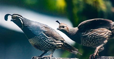 Quail Restoration Effort Supported by 28 Partner Organizations in South