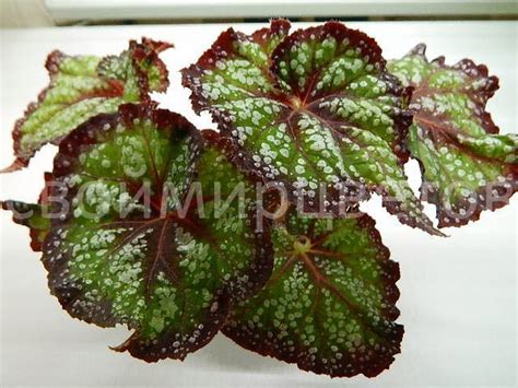 Бегония L-Снег Тополей — Коллекция и селекция Емельяновой Ольги