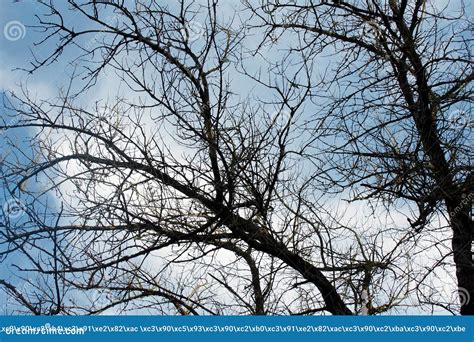 Naked Branches Of A Tree Against Blue Sky Close Up Stock Image Image