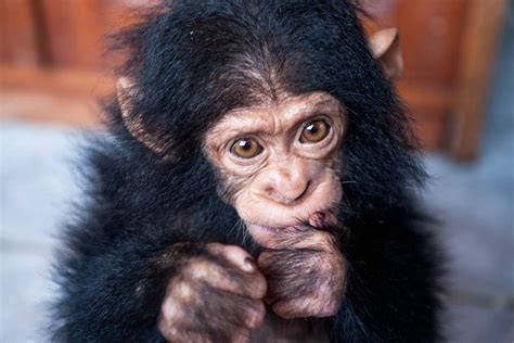 Reports On You Can Give 140 Orphaned Chimpanzees A Safe Haven