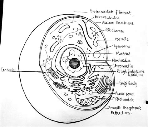 Eukaryotic Cells Diagram