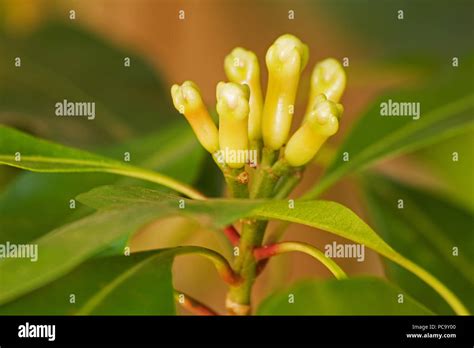 Tree Clove With Buds Stock Photo Alamy