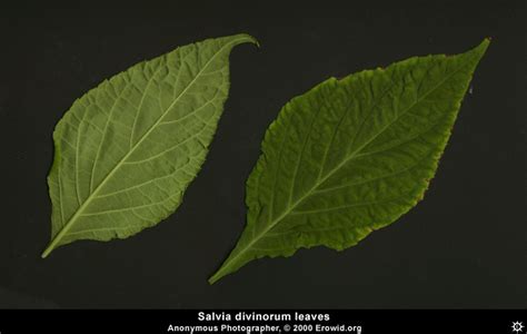 Erowid Plants Vaults : Images : salvia divinorum