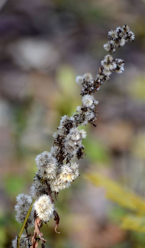 Free Images Tree Nature Branch Blossom Leaf Flower Petal Frost