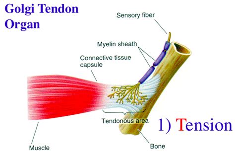 Muscle Spindle And Golgi Tendon Organ