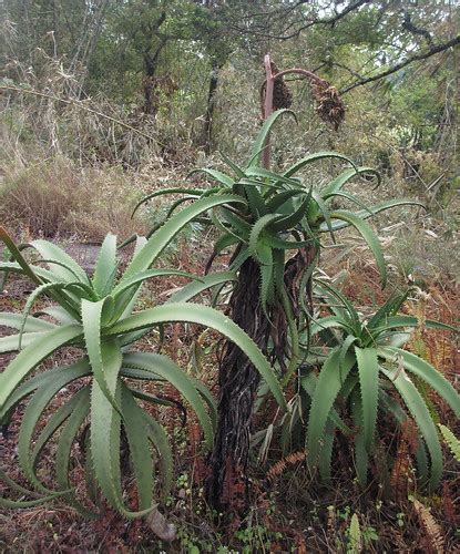 Aloe Sp Muidumbe Plants Stems Up To 15 M Tall More Flickr