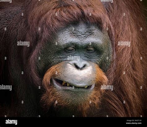 This orangutan pulls a funny face for the photographer. Jakarta ...