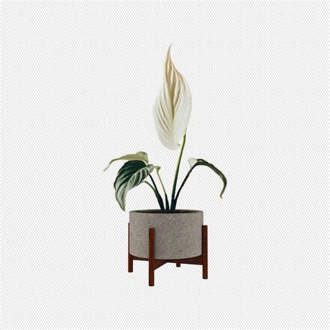 Premium Psd Plant Png