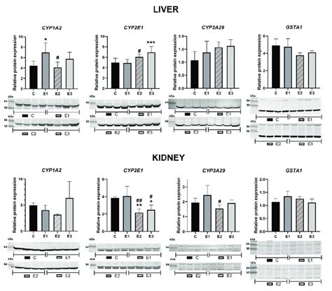 Relative Protein Expression And The Corresponding Quantification Of Download Scientific Diagram