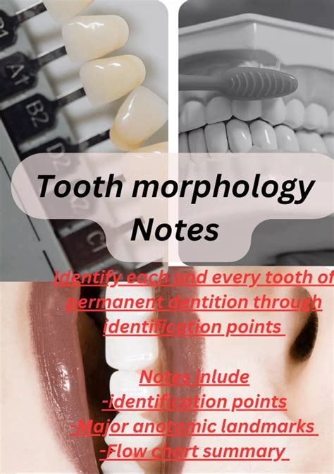 "Unlocking Dental Secrets: Comprehensive Tooth Morphology Guide ...