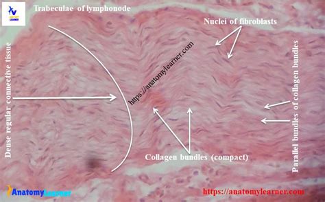 Dense Connective Tissue Histology