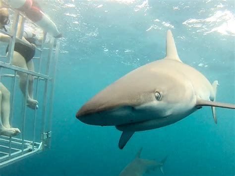 5 Reasons Why Our Customers Love North Shore Shark Adventures - Hawaii ...