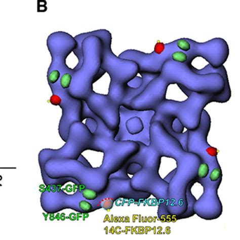 Fret Between Af Labeled Fkbp And Ryr Ser Gfp Ryr