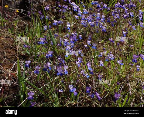 Collinsia grandiflora hi-res stock photography and images - Alamy