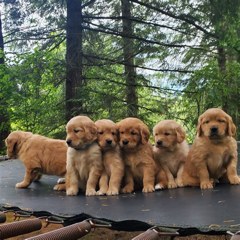 Golden Retriever Puppies For Sale In Seattle, WA