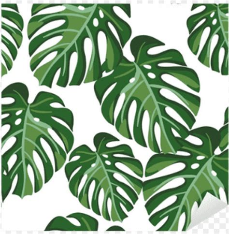 Monstera Palm Leaves On The White Background Monstera Plant